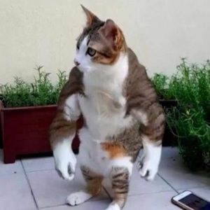 Meet your Posher, Rossie